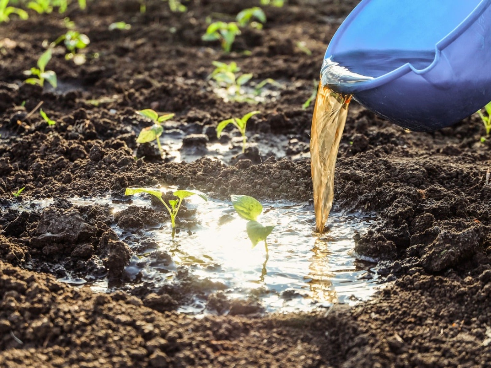 Agricultural Growth
