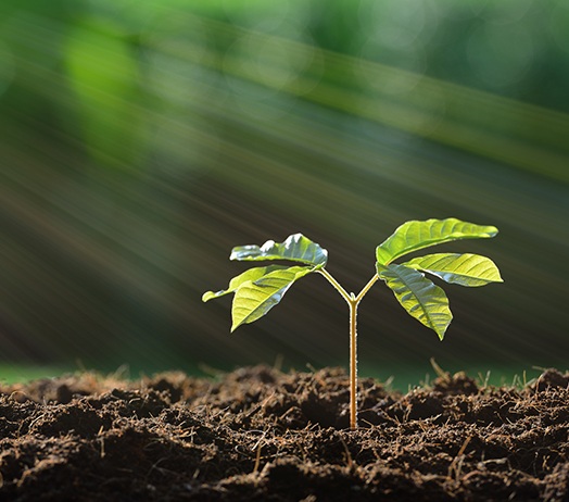 Healthy Crops
