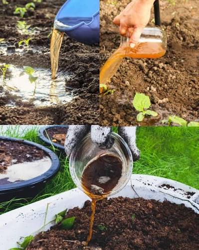 Water Soluble Fertilizers